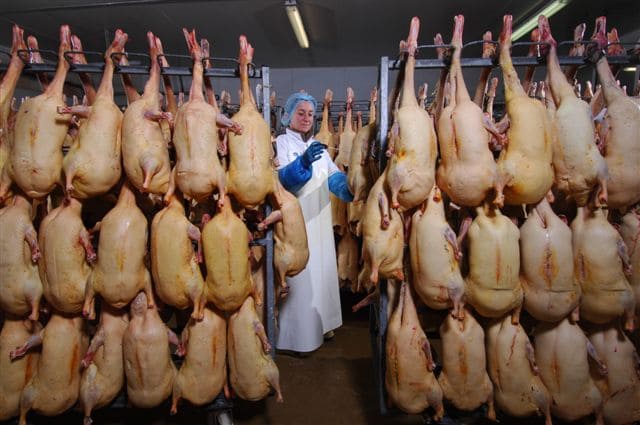 s&eacute;lection de foie gras label rouge
