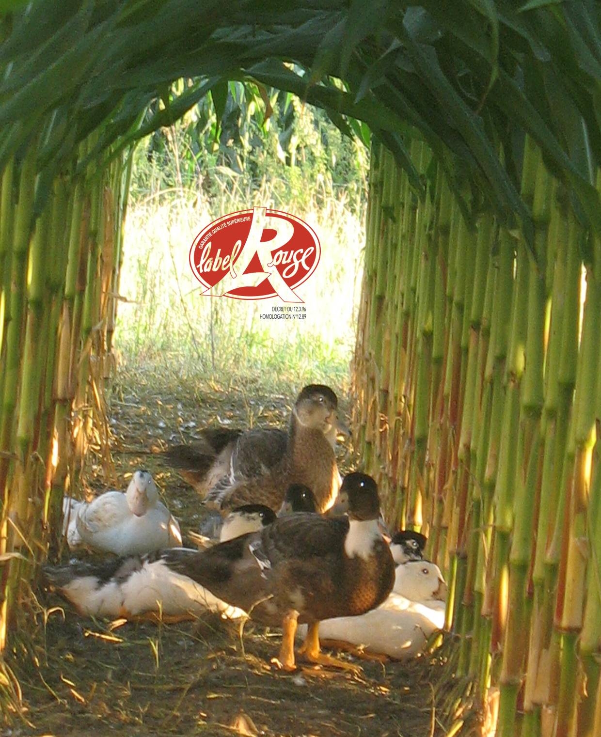 photo de canards avec le label Rouge