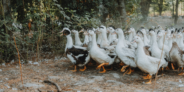 Où acheter du foie gras de qualité en ligne ?