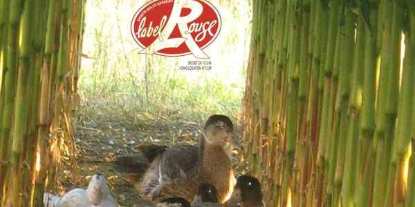 Différence entre un foie gras Label Rouge et un foie gras classique