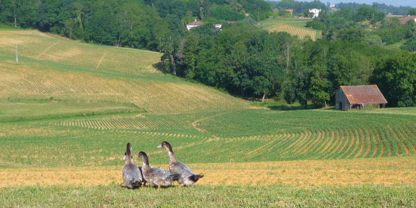 3 bonnes raisons de commander du foie gras chez Foie Gras de Chalosse